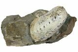Fossil Ammonite (Hoploscaphites) - South Dakota #137287-2